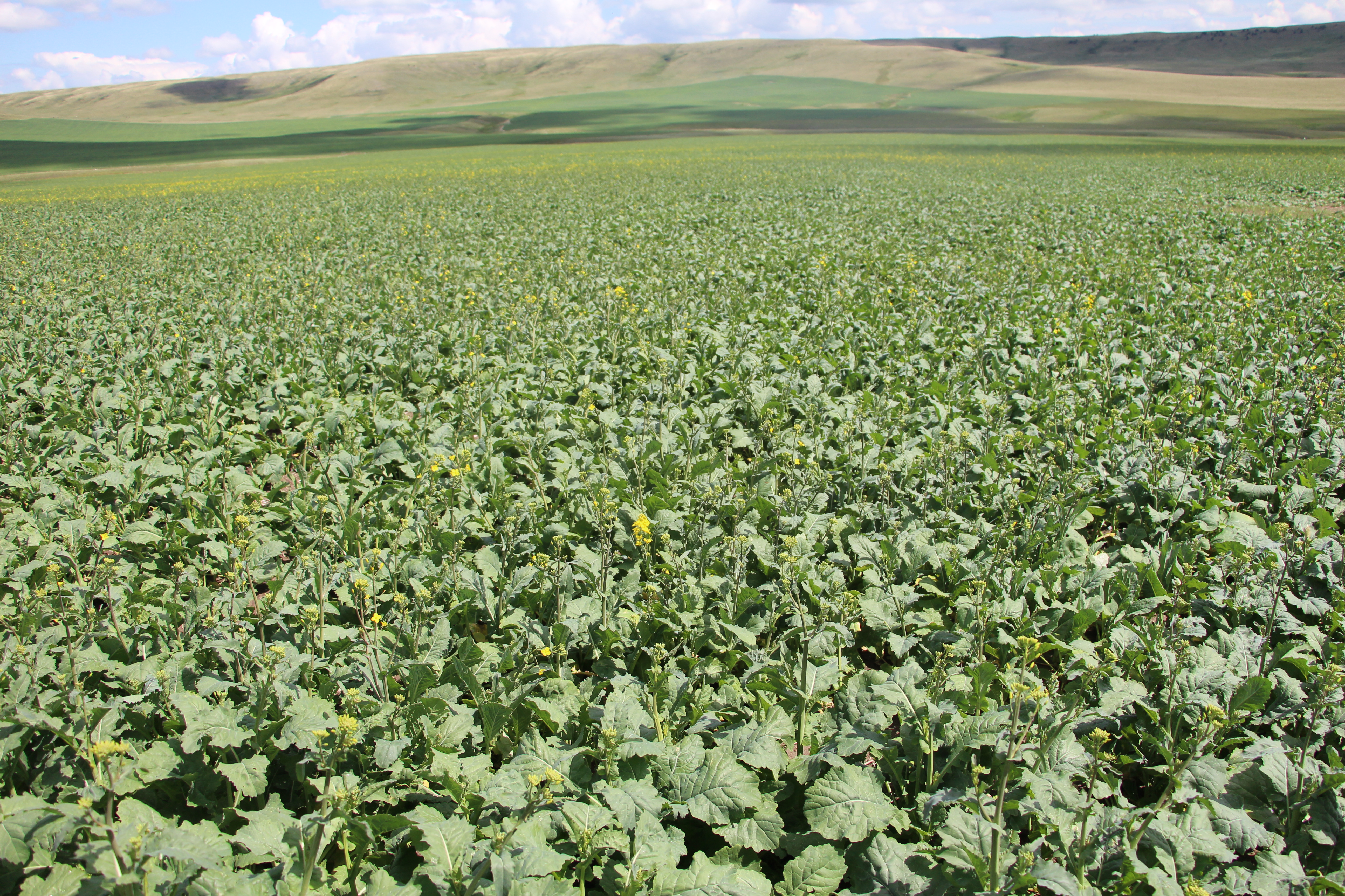 field of peas